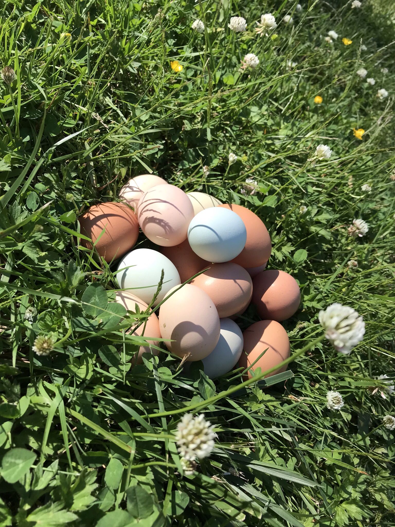 100% organic Chicken Eggs ( Pick up Silver lake area + Mill creek)