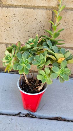Pinwheel 'Aeonium haworthii' Succulent Plant