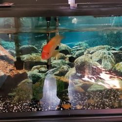 75 gallon fish tank with fish