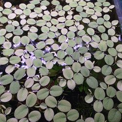 Salvinia Minima Floating Aquarium Plant 