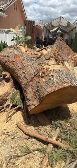Free pine wood