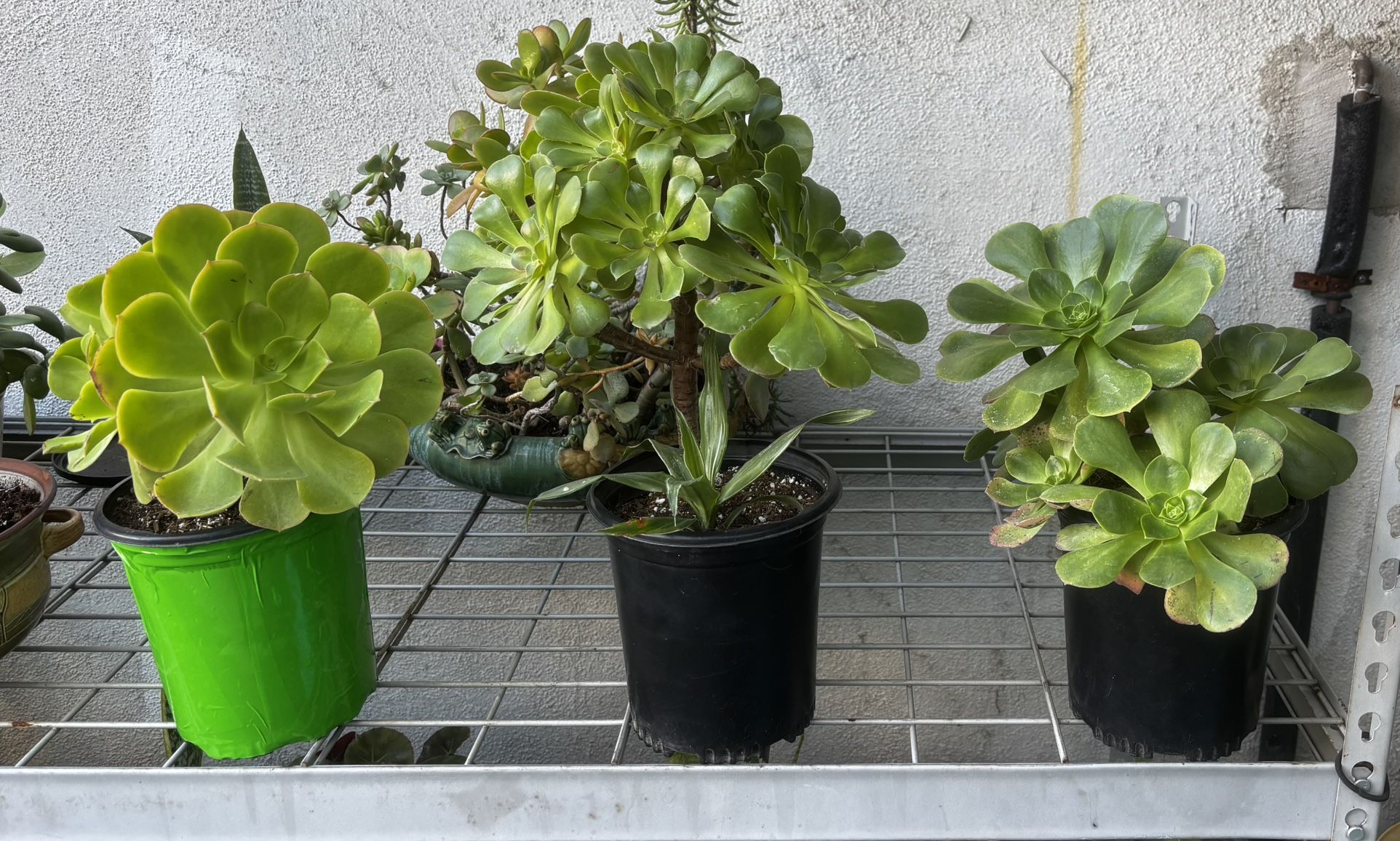 Three Aeonium Succulent Plants In A One Gallon Pot