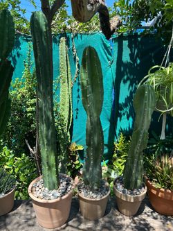 Cactus 🌵 $12y$10 each