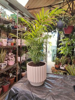 Indoor Plants