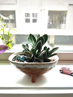 Succulent