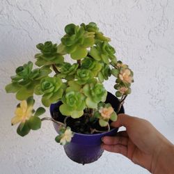 2 aeonium lilypad and kiwi  in one pot succulent collection many heads old succulent