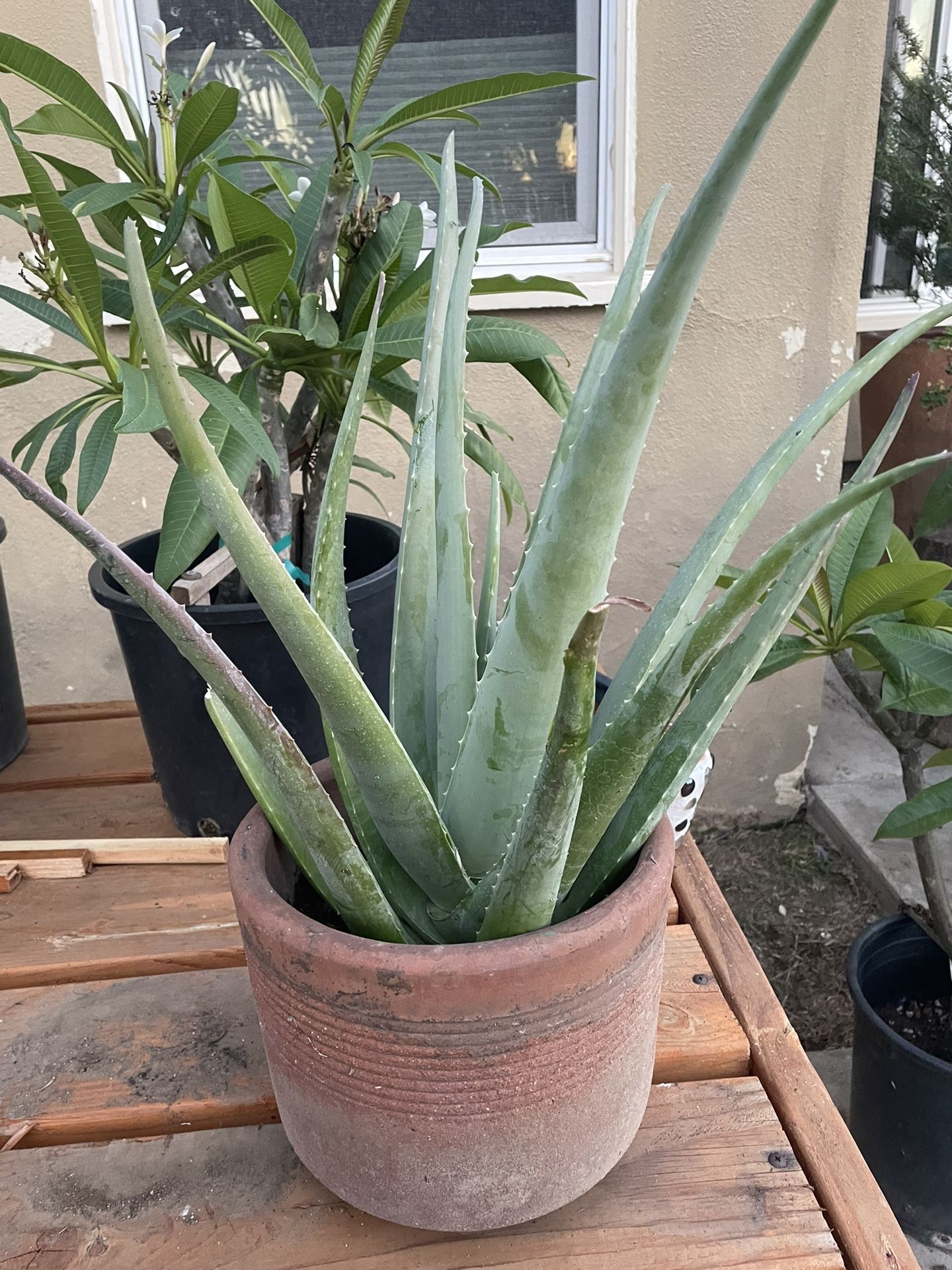 Aloe Vera plant