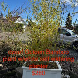 Dwarf Bamboo plant  8ft w/black planter