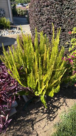 Cardifolia on pot