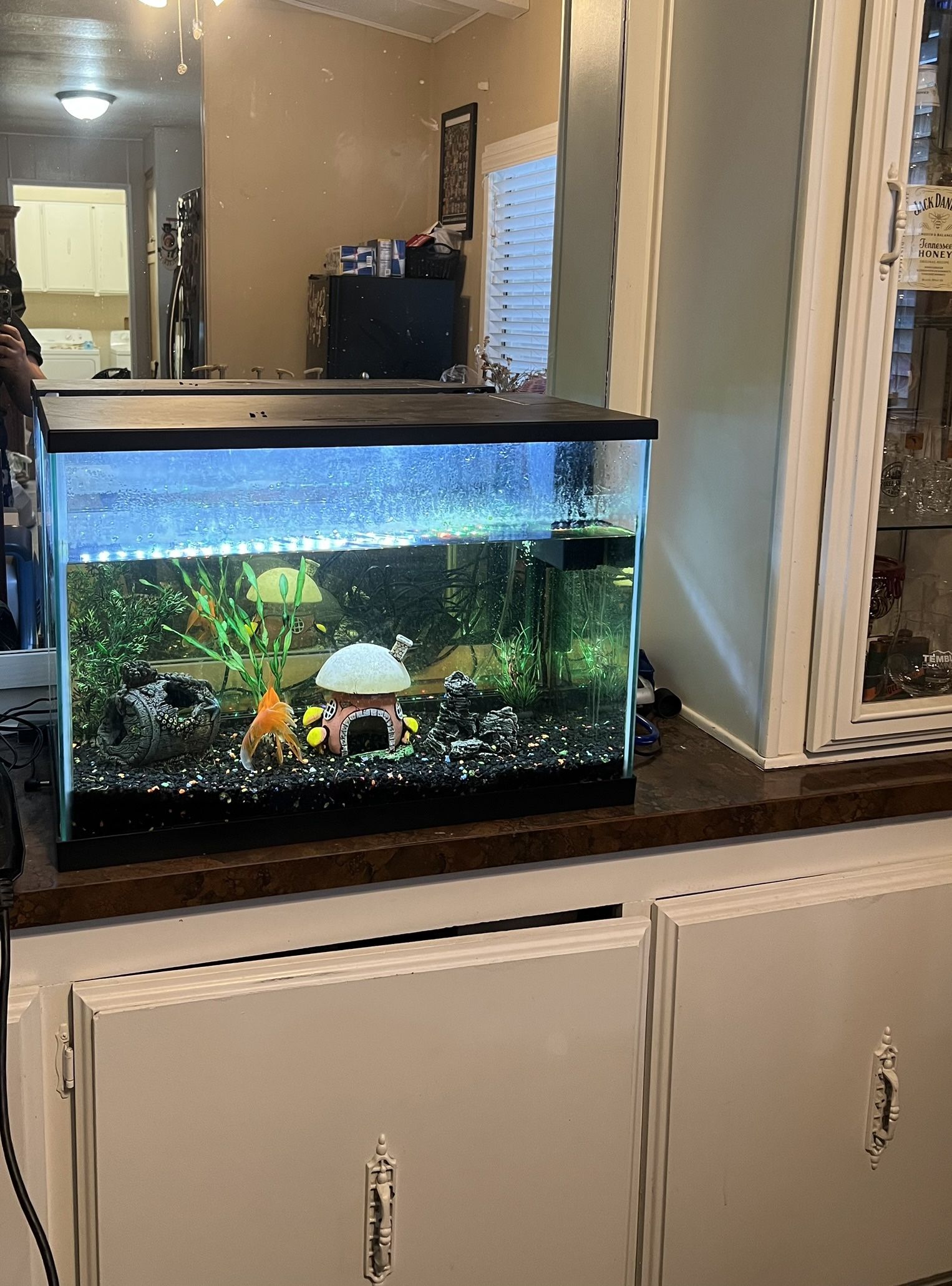 20 Gallon Fish Tank