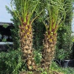 robellines single  double  triple  all sizes  available staring  $65