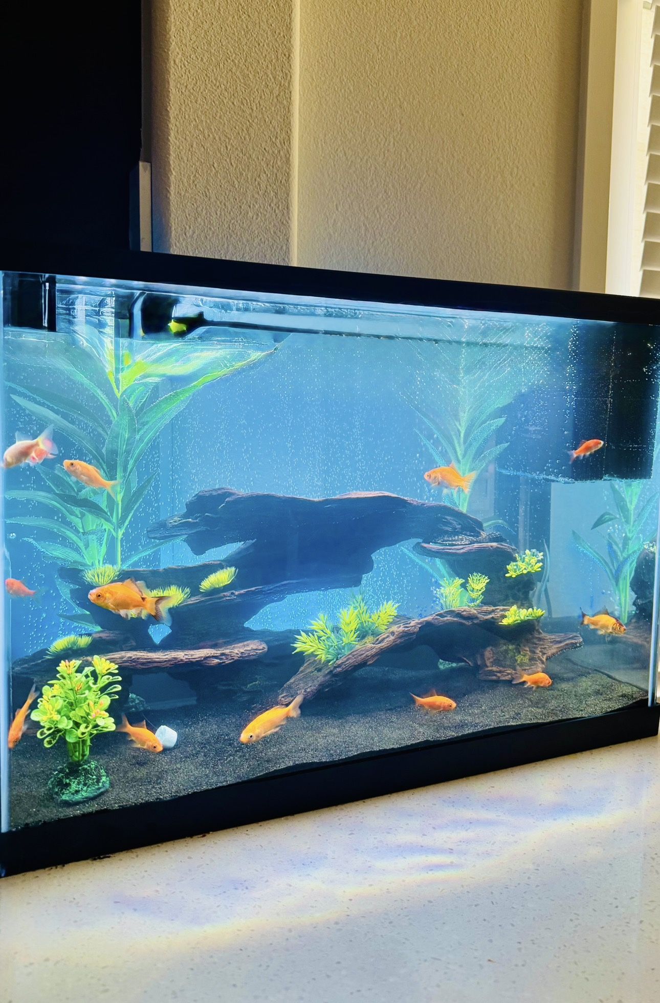 20 Gallon Fish Tank