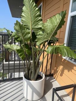 White Ceramic Pot (No Plant)