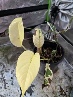 Epipremnum pinnatum albo