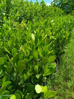 Clusia privacy hedge plants 7gl 🌿 $13