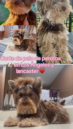 Corte De Pelo De Perritos