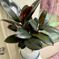 ♥️Natural Humidifier♥️Burgundy Rubber Tree in 6”Nursery pot🙏PLS Read Description H 18”