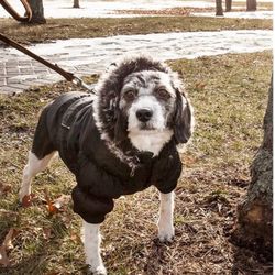 Dog Jacket