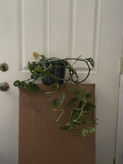 Monstera (Swiss Cheese) Plant