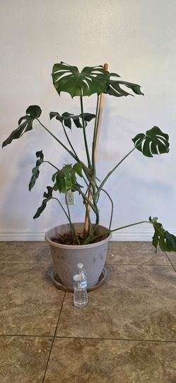 Monstera plant