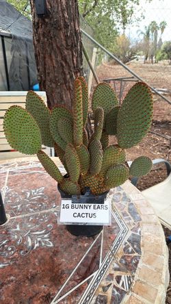Bunny Ears Cactus 1 Gallon Pot