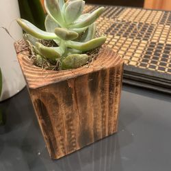 Succulent Plant Organic $10