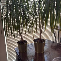 Dracanea Marginata Plants