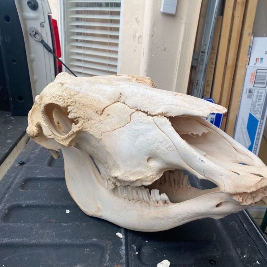 Cow Skull