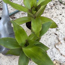 Callisia Fragrance Or Basket Plant 5$