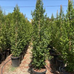 Eugenia Privacy Hedge