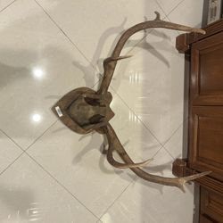 Amazing Mounted Elk Antlers 10 Points 33”X24”