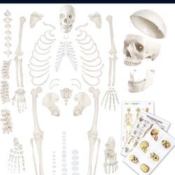 Human Skeleton Model For Anatomy 67 inch High, Full Size Skeleton Models with Skull, Spine, Bones, Articulated Hand & Foot,