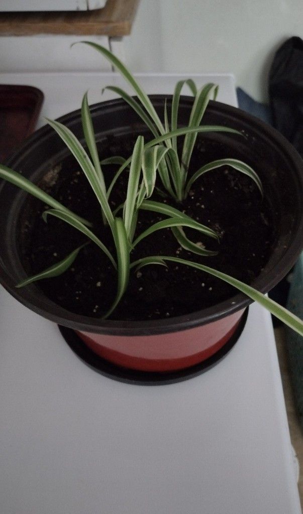 Spider Plant 