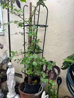 Bougainvillea
