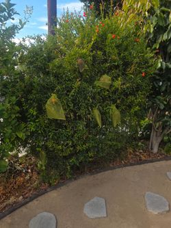 Pomegranate fruiting tree for $150 !