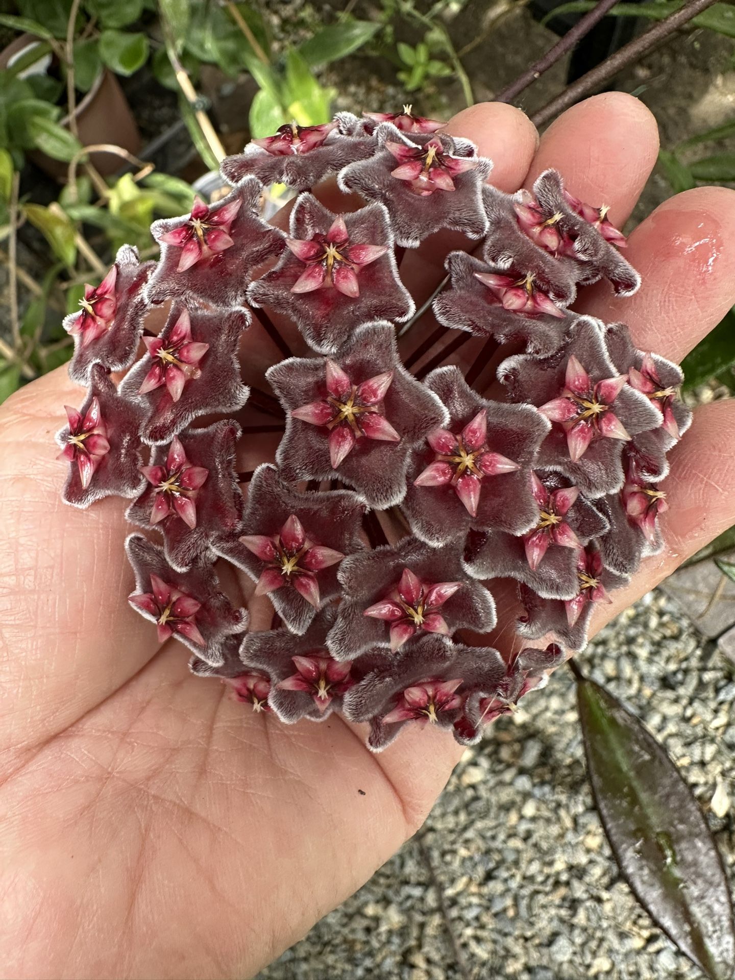 Hoya pubicalyx Royal Hawaiian Plants