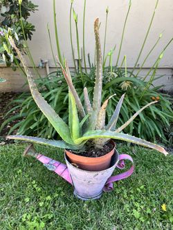 Two small aloe vera plants 🪴