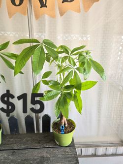 Money tree