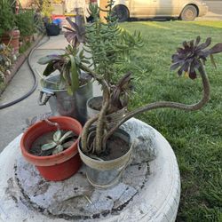 Beautiful Succulents $10 Each