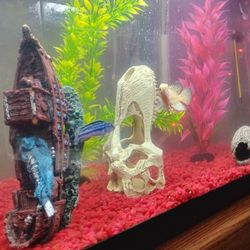 Fish Tanks 