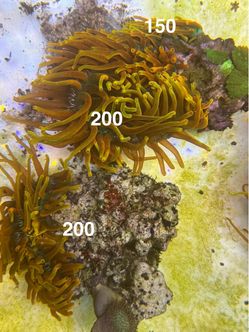 Reef Supernova Anemone
