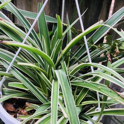 🪴☘️🌿🍀 SPIDER PLANT 🪴🌿🍀☘️