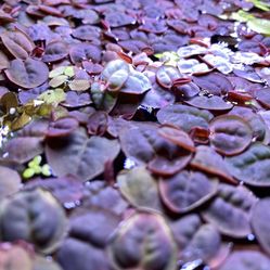 Red Root Floaters Aquarium Plant 