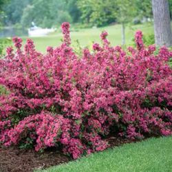 Weigela ‘Minuet’ Perennial Plants 