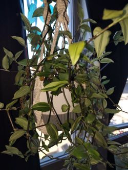 2 plants with pots and hangers