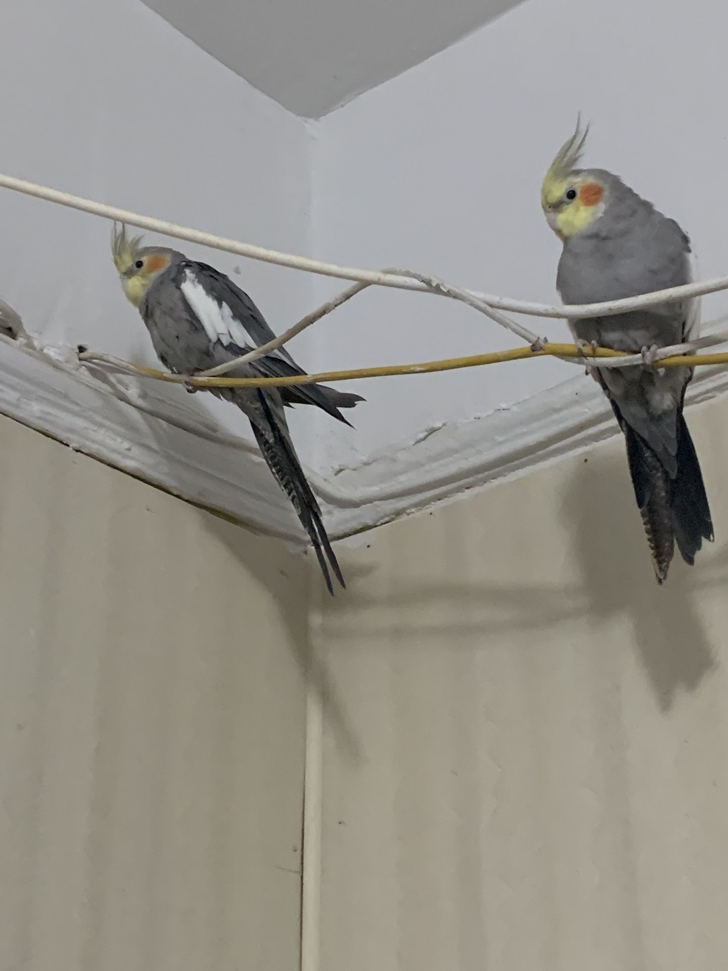 Strong Cage For Cockatiels