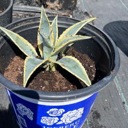 American Agave Succulent