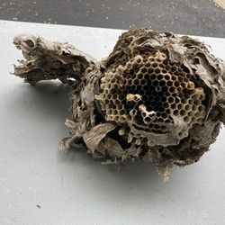 Wasp Nest 