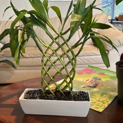 Rectangular Bamboo Plant 