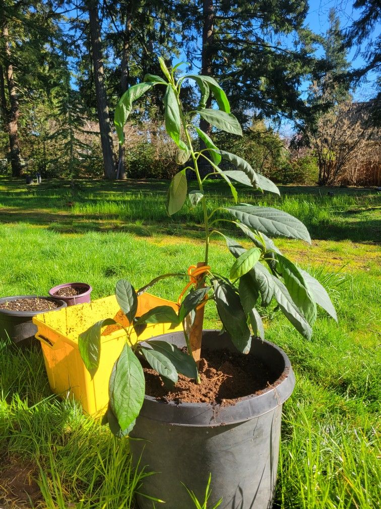 Avacado Tree